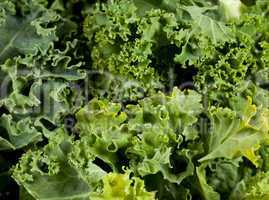 Macro shot of Kale