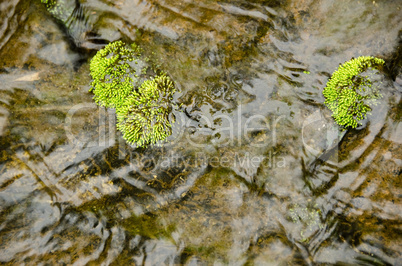 Detail of moss in a small river