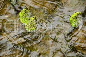 Detail of moss in a small river