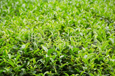 Japanese green tea plant