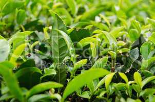 Japanese green tea plant