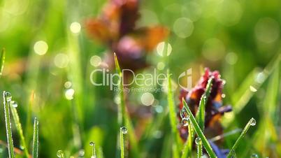 spring grass and flowers