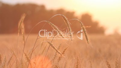 Closeup of wheat on breeze - countryside landscape background