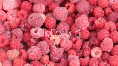 Lot of raspberries yield panning background