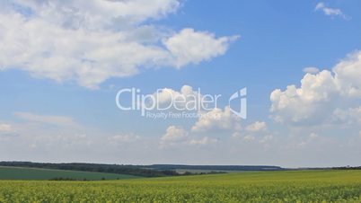 Clouds on blue sky over yellow field background panning
