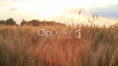 Wheat on breeze, sunset sky - countryside landscape background