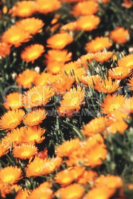 Orange flowers