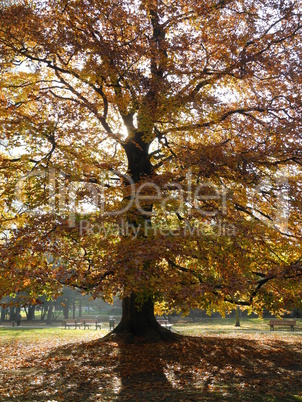 Buche im Herbst