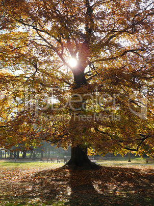 Buche im Herbst