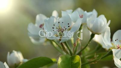flowering tree - macro
