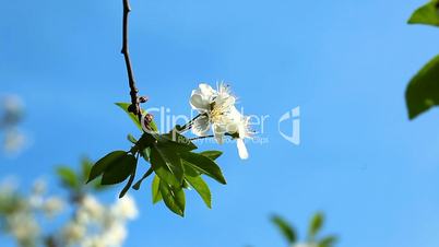 flowering tree - macro