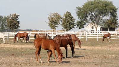 herd of horses in corral