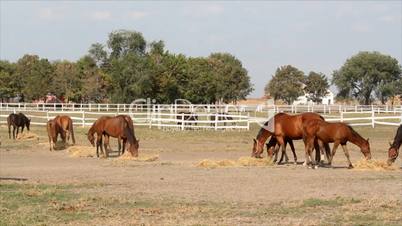 horses eat hay