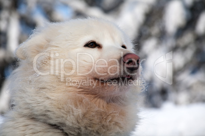 profile portrait of husky dog