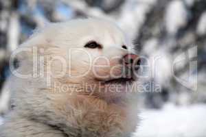 profile portrait of husky dog