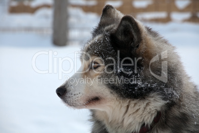 profile portrait of  sled dog