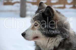 profile portrait of  sled dog