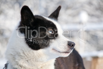profile portrait of blue-eyed sled dog