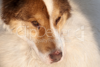 close-up snout of husky dog