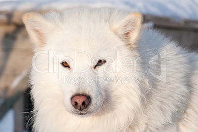 white husky portrait