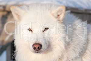 white husky portrait