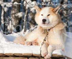 Chukchi husky dog