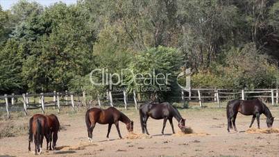horses eat hay in corral