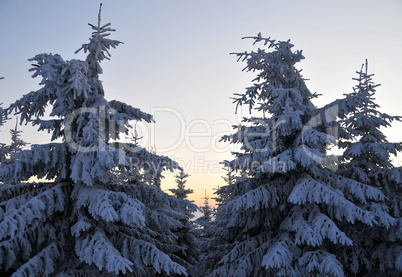 Winter Märchenwald