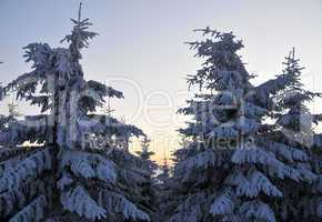 Winter Märchenwald