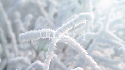 Branch under snow.