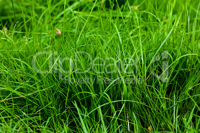 background of lush green grass