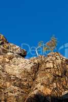 lonely tree on the slope of the rock against the blue sky