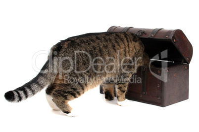 treasure chest with inquisitively cat