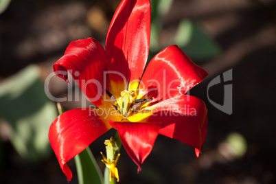 Tulip bud close-up