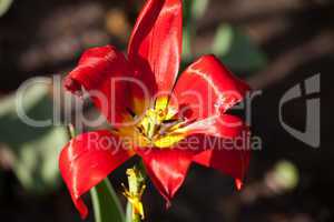 Tulip bud close-up