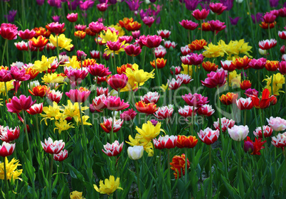 Multicolor tulips