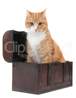 angry tomcat in treasure chest