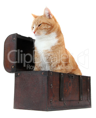 chilling tomcat in treasure chest
