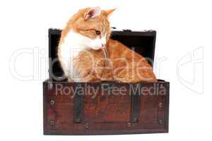sweet red cat in treasure chest