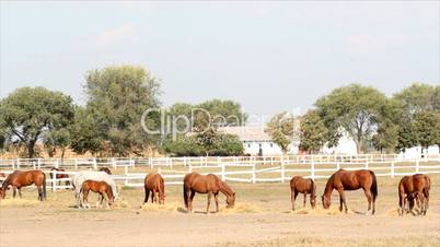 herd of horses eat hay in corral