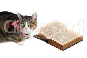 sweet cat with bandana reading a book