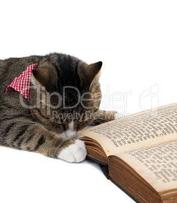 nice kitty with bandana beside an old book