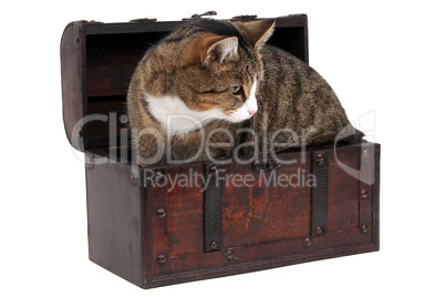 grey cat in treasure chest