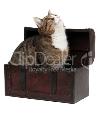 inquisitive cat in treasure chest