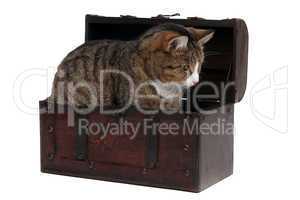 sweet cat in treasure chest