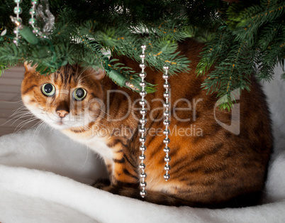 Bengal cat under Christmas tree