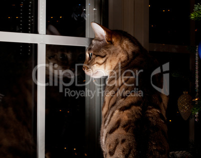 Bengal cat stares outside