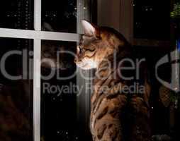 Bengal cat stares outside