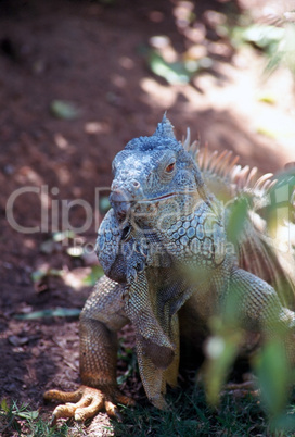 Green Iguana