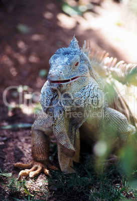 Green Iguana